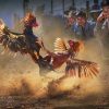 Cockfighting C1 Lodibet – A Form of Entertainment You Cannot Miss