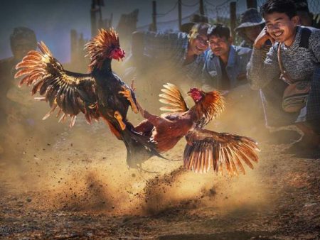 Cockfighting C1 Lodibet – A Form of Entertainment You Cannot Miss