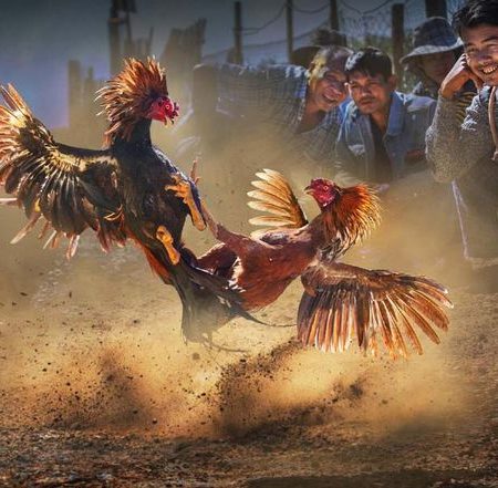 Cockfighting C1 Lodibet – A Form of Entertainment You Cannot Miss