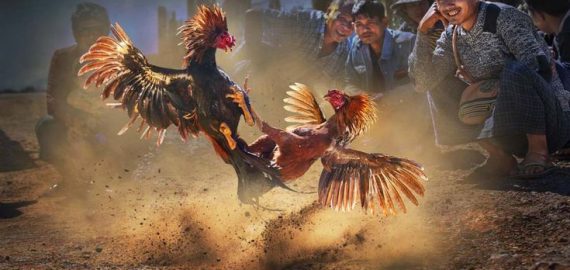 Cockfighting C1 Lodibet – A Form of Entertainment You Cannot Miss