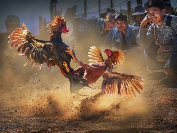 Cockfighting C1 Lodibet – A Form of Entertainment You Cannot Miss