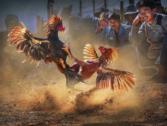 Cockfighting C1 Lodibet – A Form of Entertainment You Cannot Miss