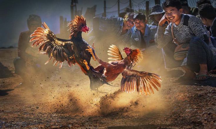 Introducing Lodibet cockfighting C1